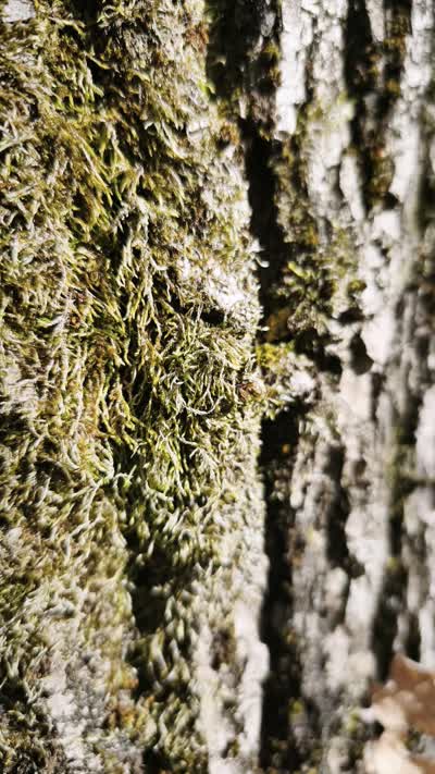 A close-up of vibrant green moss growing on weathered tree bark, showcasing rich texture and natural beauty.
