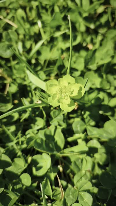 A close-up of a clover patch with a tiny chartreuse flower, surrounded by blades of grass, creating a
