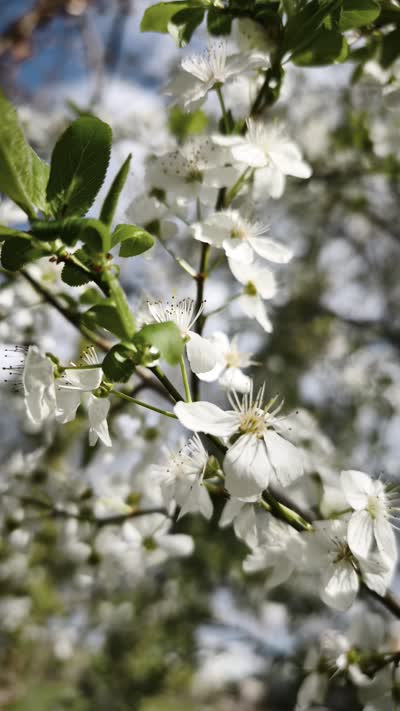 A close-up of white plum blossoms and early bright green leaves, showcasing the vibrant transition of spring.